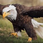 Can You Have A Bald Eagle As A Pet?
