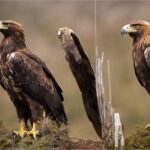 golden-eagle-compared-to-bald-eagle