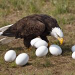 How Long Do Bald Eagle Eggs Take To Hatch?