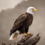 How Many Feathers Does A Bald Eagle Have?