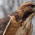 How Much Weight Can A Red Tailed Hawk Carry?