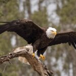 How Rare Is It To See A Bald Eagle?