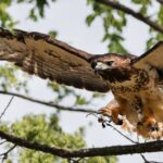How To Identify A Juvenile Red-Tailed Hawk?