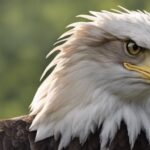 what-bird-looks-like-a-bald-eagle