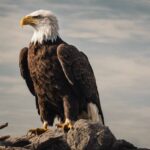 What Does The Bald Eagle Represent?