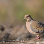 What Sound Does A Mourning Dove Make?